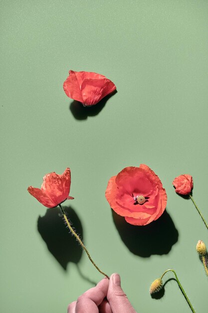 Vlammende rode papavers een stengel met bloem in vingers close-up op vrouwelijke hand met wilde bloem plat lag op lichtgroene achtergrond eenvoudige lente bloem achtergrond