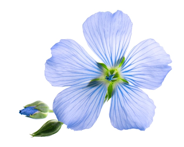 Vlas bloemen geïsoleerd op witte achtergrond Blauwe gemeenschappelijke lijnzaad lijnzaad of linum usitatissimum