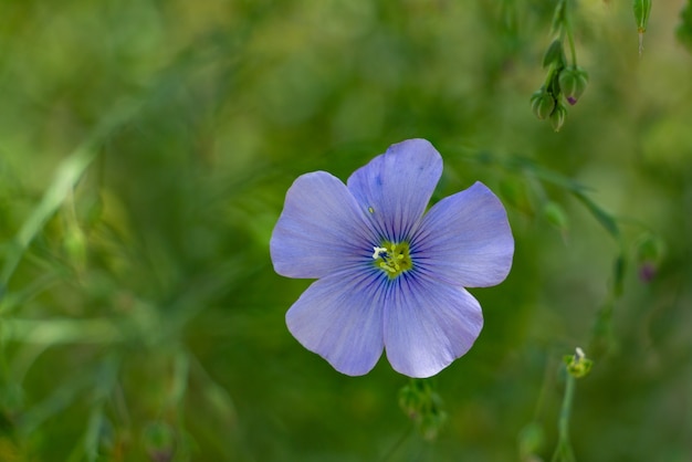 Vlas bloemen op een bloembed close-up blauwe bloemen