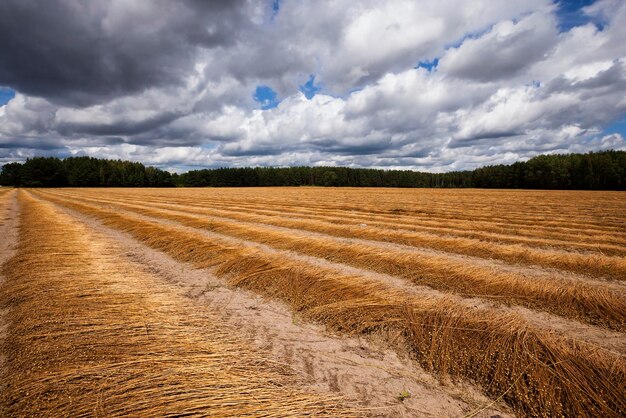 Vlas veld herfst