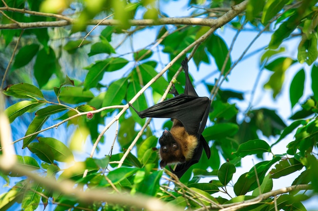 Vleermuis opknoping op een boomtak Maleise vleermuis