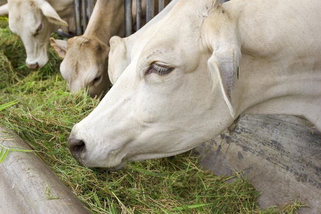 Vlees runderen Koeien op de boerderij