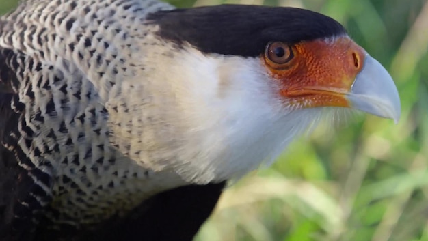 Foto vleesetende bergvogel karakara close-up