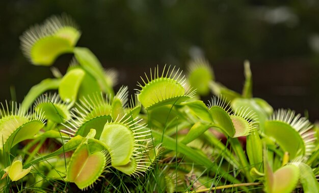 Vleesetende plant Dionaea muscipula in selectieve focus en dieptevervaging