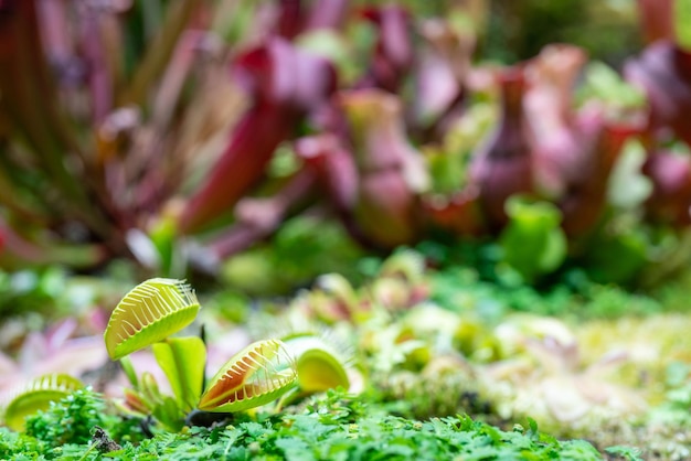 Vleesetende roofplant Venus flytrap - Dionaea muscipula.