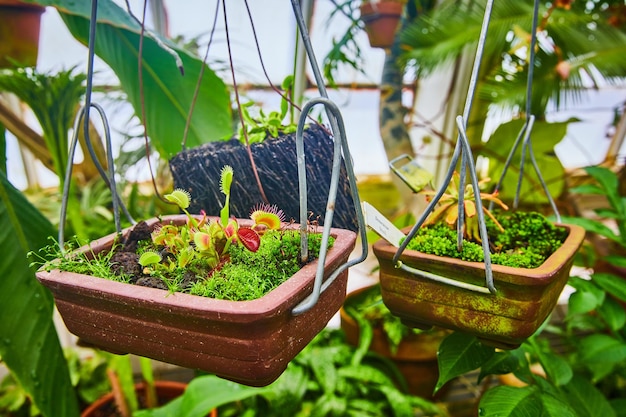 Vleesetende Venusvliegvalplanten in hangende plantenplanten met andere potplanten in de serre