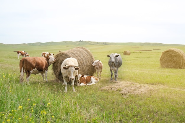 Vleeskoeien en kalveren grazen op het veld Hooi en kuilvoer eten