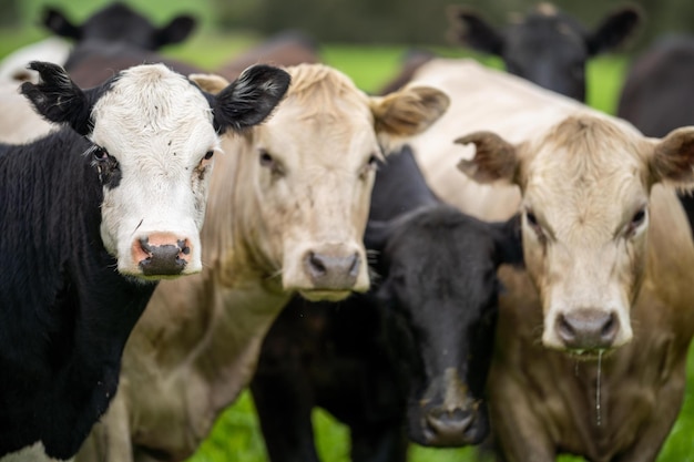 Vleesproductie op een biologische boerderij en koeien die gras eten