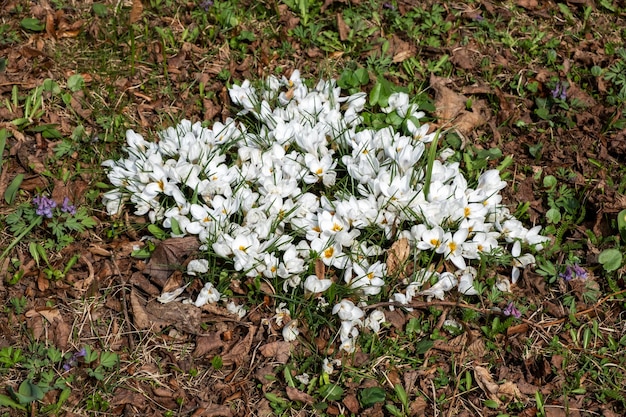 Vlek van eerste lente witte bloemen op gedroogd gebladerte