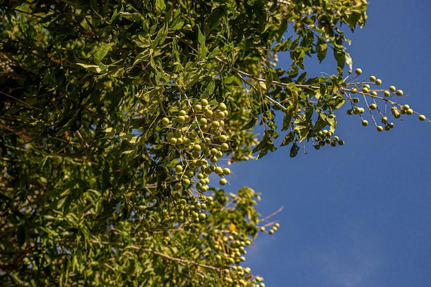 Vleugelblad Zeepbesvruchten