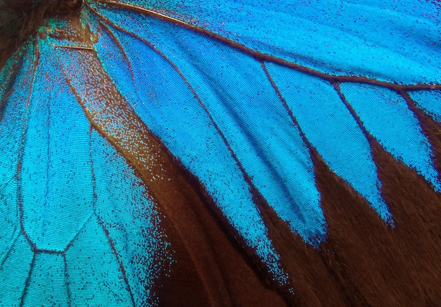 Vleugels van een vlinder Ulysses Vleugels van een vlinder textuur achtergrond Closeup