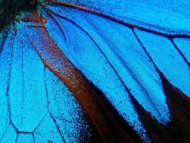 Vleugels van een vlinder Ulysses Vleugels van een vlinder textuur achtergrond Closeup