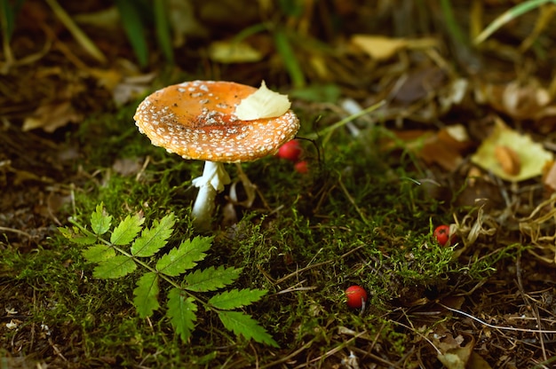 Vlieg agarlic in het bos