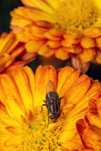 Vlieg eet stuifmeel van gele bloem.