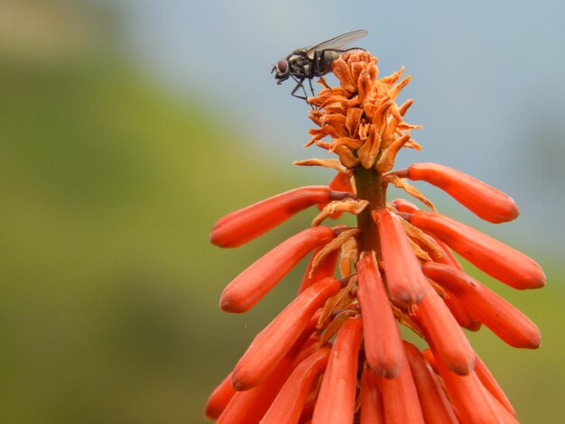 vlieg op bloem