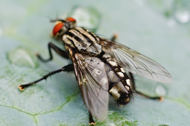 Vlieg op een blad macro