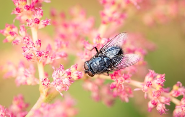 Vlieg op een natuurlijke insectenfauna als achtergrond