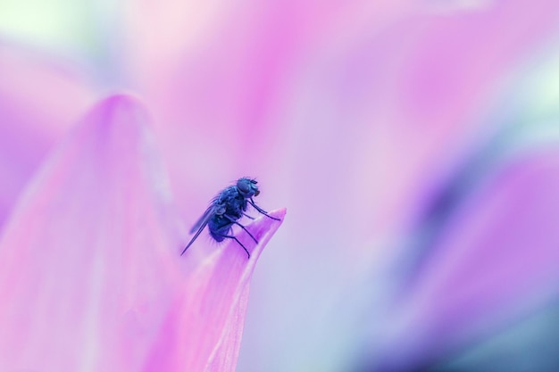 Vlieg op een natuurlijke insectenfauna als achtergrond