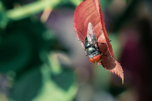 Vlieg op rood blad