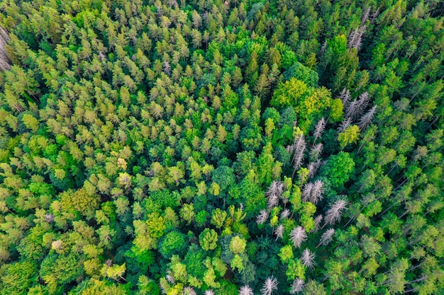 Vlieg vooruit over groene coniferen in de herfst Kleurrijk bos vanuit vogelperspectief naar beneden Groene en gele toppen op een koude ochtend vanuit een drone