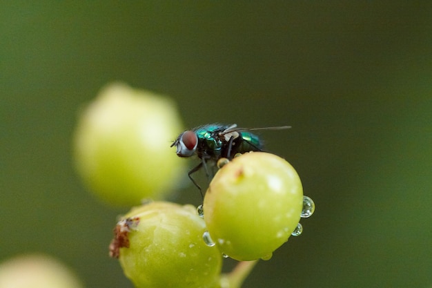 Vlieg zittend op de onrijpe Viburnum-bessen