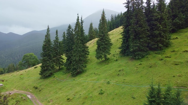 Vliegen over de groene hellingen van de karpaten