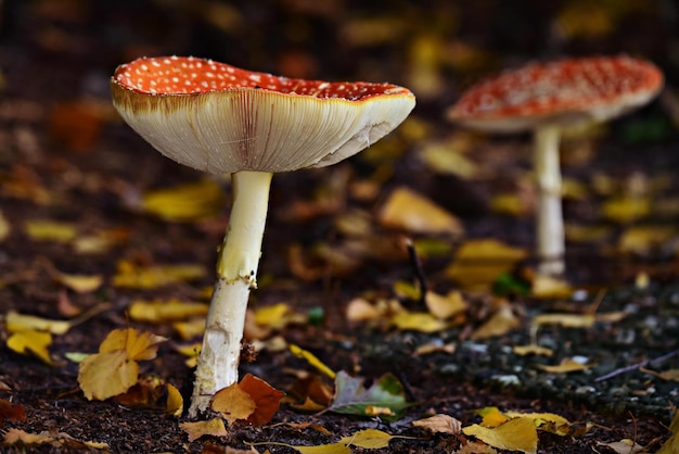 vliegen paddestoel in herfst bos