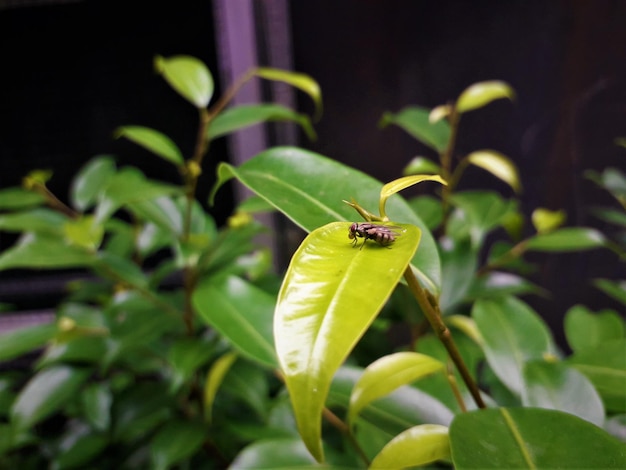 Vliegen vliegen op groene bladeren in de tuin voor achtergrond