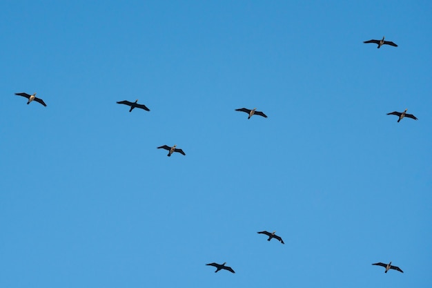 Vliegende aalscholvers tegen de blauwe lucht