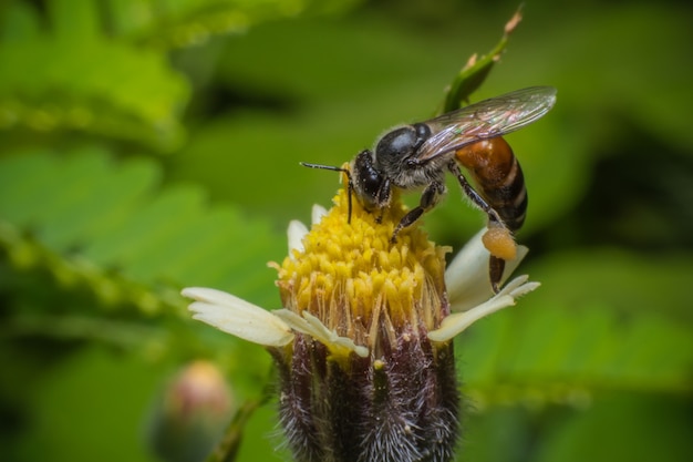 Vliegende arbeidershoningbij met bijenstuifmeel die op bloem voeden