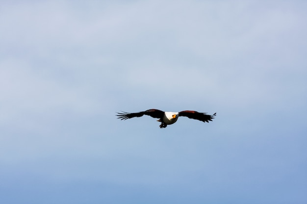 Vliegende arendvisser boven het naivasha-meer. kenia, afrika