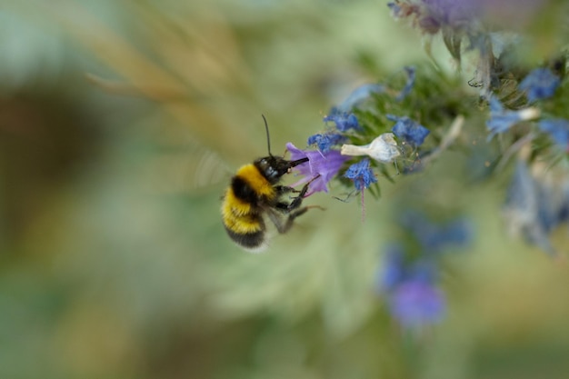 Vliegende bij boven de bloemstengel Macro weergave