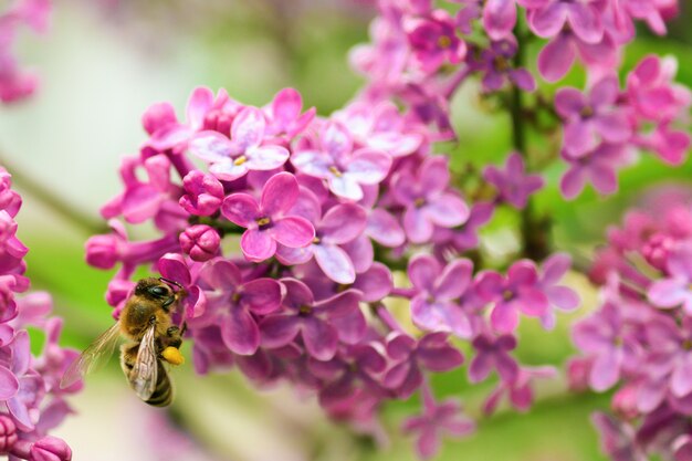 Vliegende bij die stuifmeel verzamelt bij de lilac bloem in de zomer of de lentedag