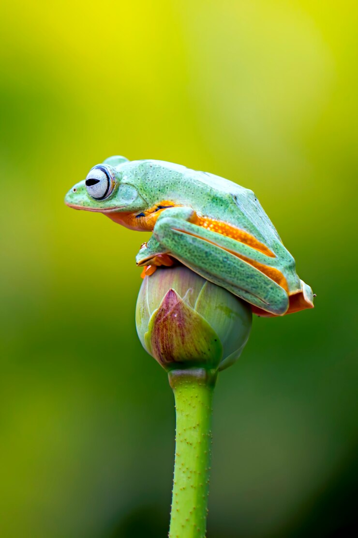 vliegende boomkikker, wallace kikker, javan boomkikker, rhacophorus reinwardtii