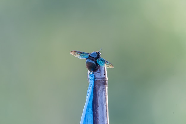 Foto vliegende bug zittend op de stok.