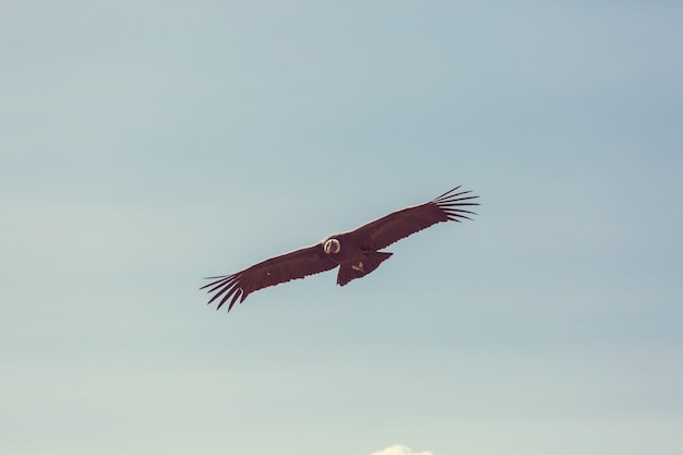 Vliegende condor in de Colca-canyon, Peru