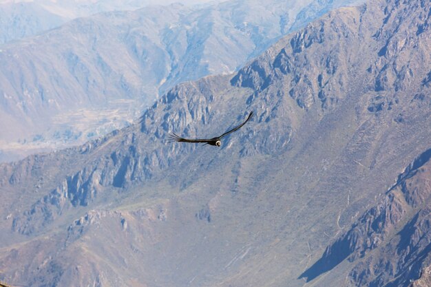 Vliegende condor in de Colca-canyon, Peru