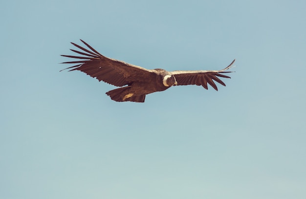 Vliegende condor in de colca-canyon, peru