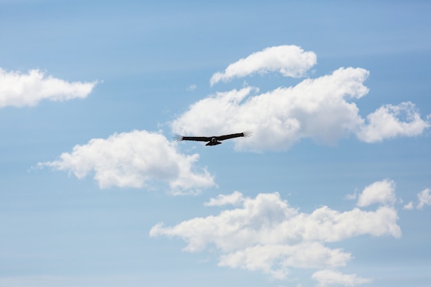 Vliegende condor in de Colca-canyon, Peru