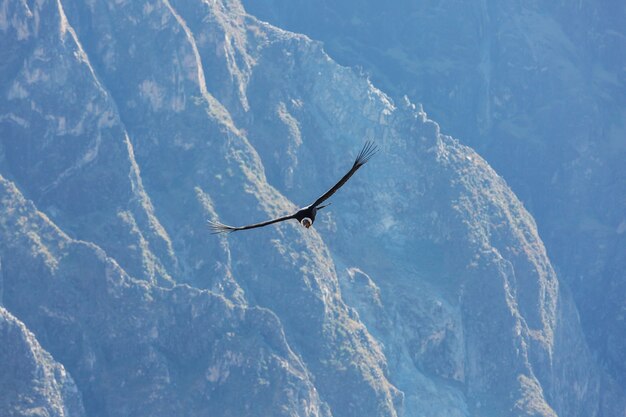 Vliegende condor in de Colca-canyon, Peru