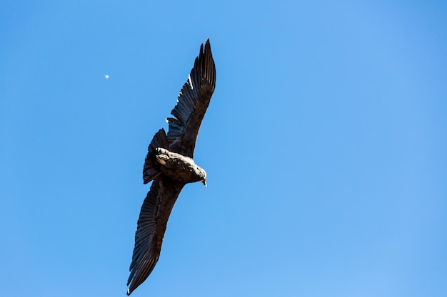 Vliegende condor over Colca-canyon PeruZuid-Amerika Dit is een condor, de grootste vliegende vogel op aarde