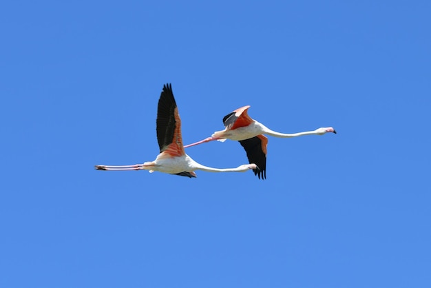 Vliegende flamingo in de lucht Phoenicopterus roseus Camargue Frankrijk