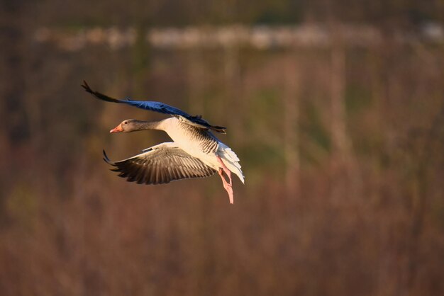 Foto vliegende gans