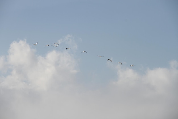 Vliegende ganzen in San Joaquin Wildlife Preserve Californië