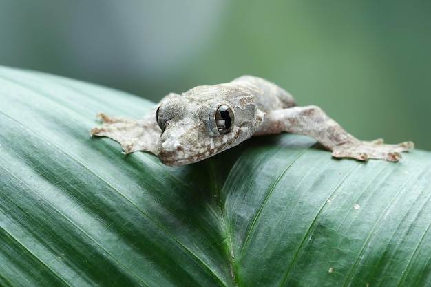 Vliegende gekko op groene bladeren, vliegende gekko close-up op groene bladeren