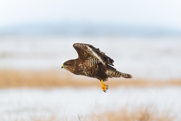 Vliegende gewone buizerd buteo buteo