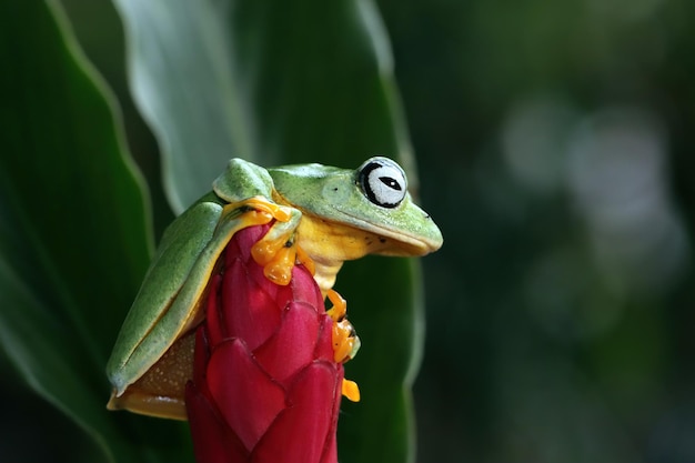 Vliegende kikker close-up gezicht op tak Javaanse boomkikker close-up afbeelding rhacophorus reinwartii op groene bladeren