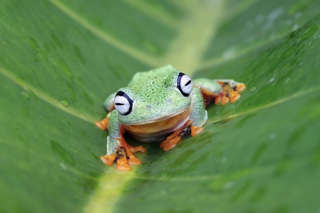 Vliegende kikker close-up gezicht op tak Javaanse boomkikker close-up afbeelding rhacophorus reinwartii op groene bladeren