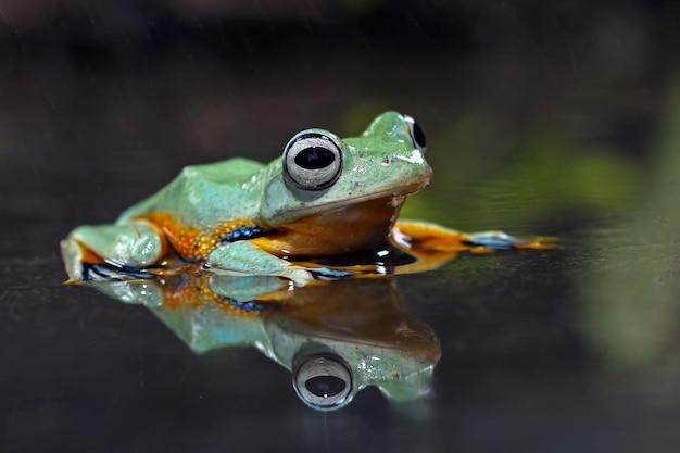 Vliegende kikker op tak mooie boomkikker op groene bladeren rachophorus reinwardtii Javaanse boomkikker