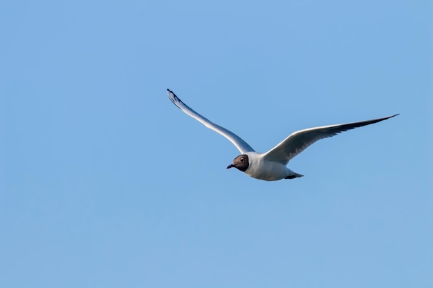 Vliegende Meeuw, Kokmeeuw (Larus ridibundus)